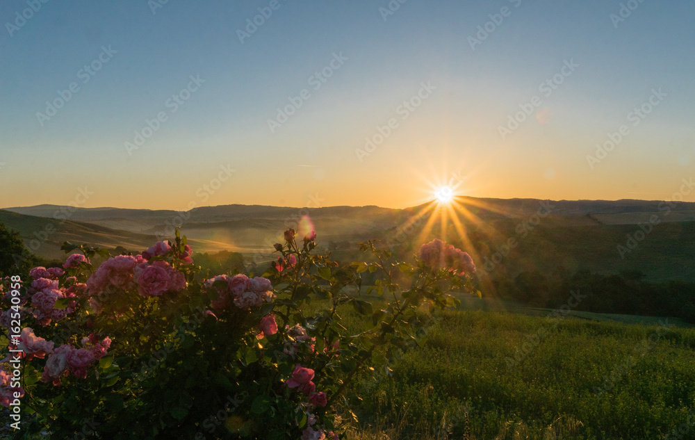 Sonnenaufgang über den toskanischen Hügeln mit Rosen im Vordergrund