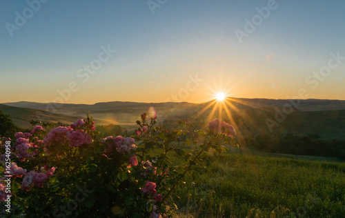 Obraz na płótnie Sonnenaufgang über den toskanischen Hügeln mit Rosen im Vordergrund w salonie