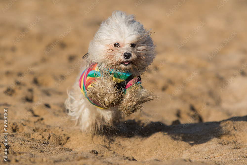 running havanese dog running havanese dog