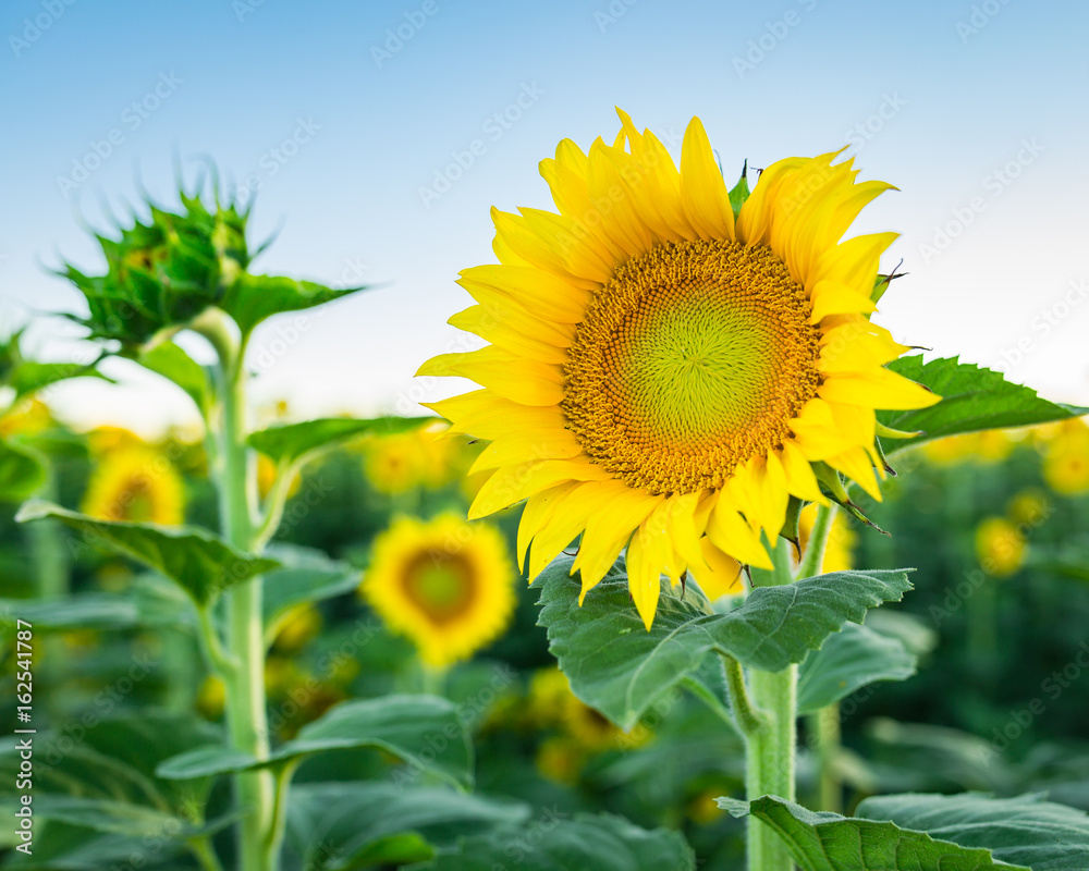 Sunflowers soaking up the sunshine in a field Sunflowers soaking up the sunshine in a field
