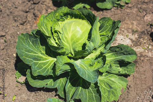Organic Cabbage. Fresh Green Head of Cabbage in the garden photo