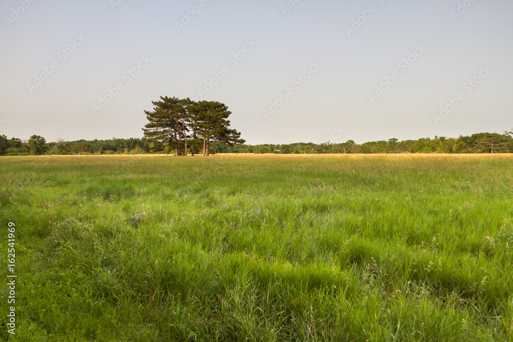 A group of trees stand alone in the midst of a trembling field