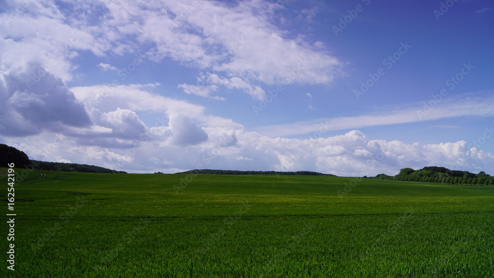 Obraz premium Feld mit Getreide