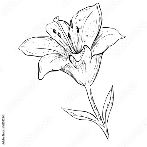 Black ink lily