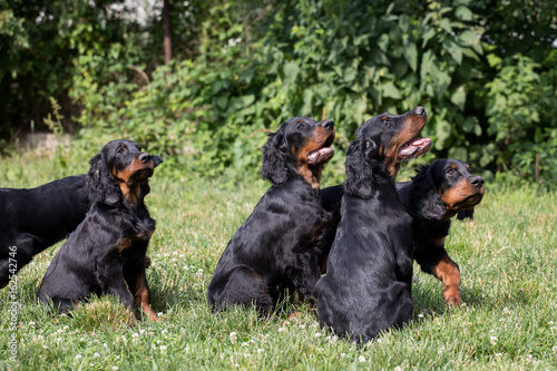 puppy setter gordon, Dog training

