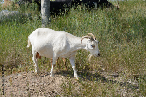 Pregnant white kiko goat walking in grassy field