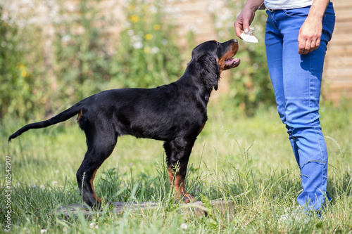 puppy setter gordon, Dog training

 photo