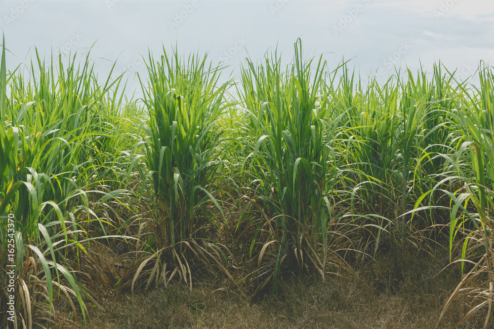 Fototapeta premium Sugarcane field in blue sky with white sun ray