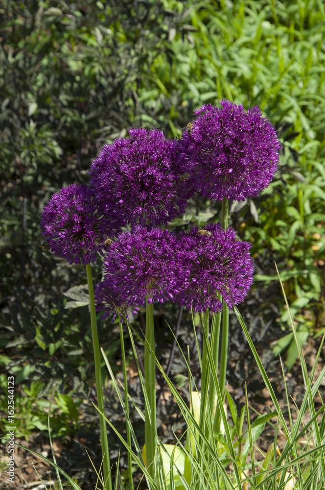 Obraz premium Zierlauch Blüte