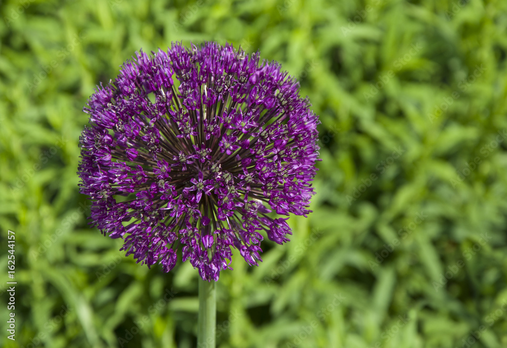 Fototapeta premium Zierlauch Blüte