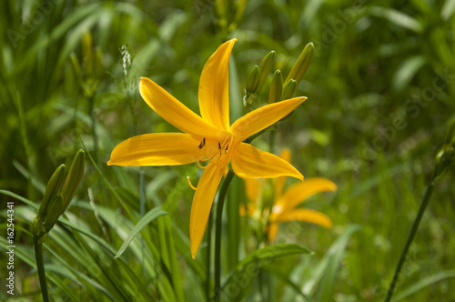 Gelbrote Taglilie, Hemerocallis photo