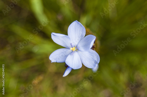 Macro of a violet flower in a Field of flowers. Green blur background, central position