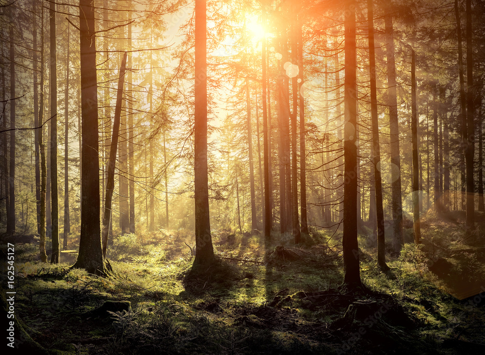 Fototapeta premium Beautiful forest view at morning. Sun peeps out through the tree