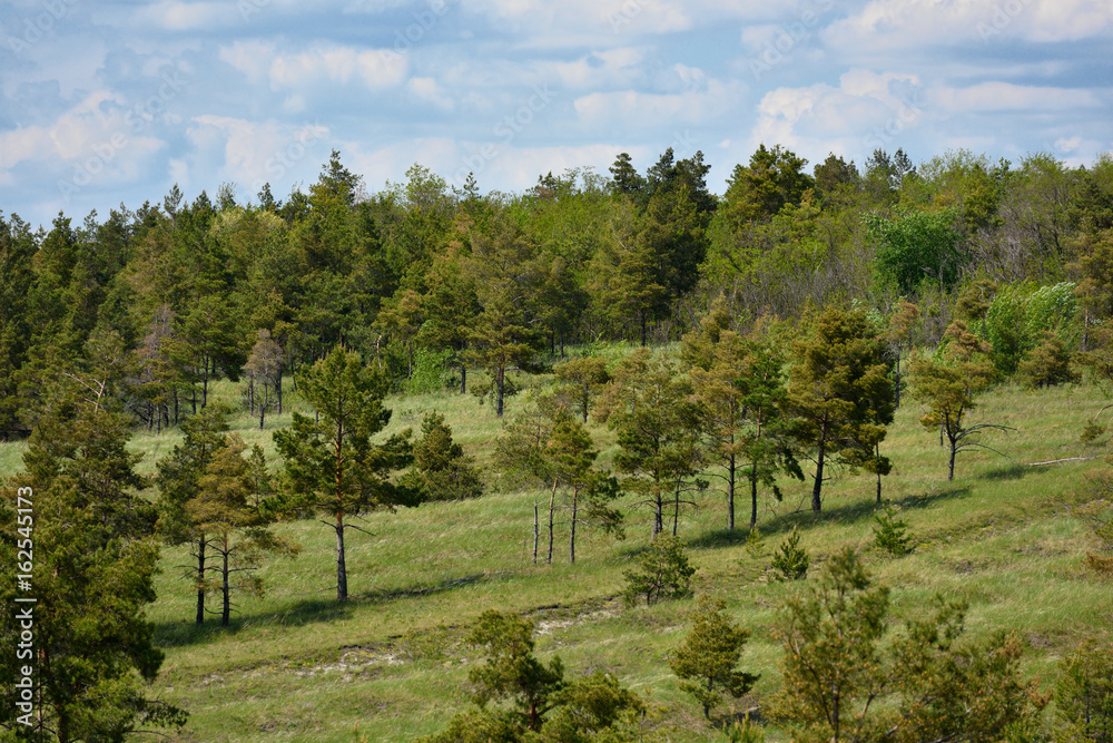 Beautiful landscape, a hill with pine trees and a blue sky with clouds