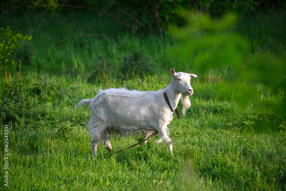 Beautiful white goat on a green meadow Beautiful white goat on a green meadow