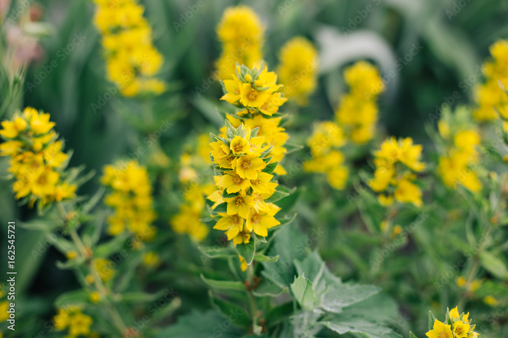 Yellow tabacco flower Yellow tabacco flower