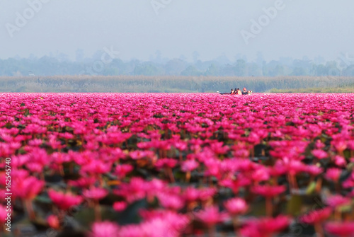 Red lotus sea.