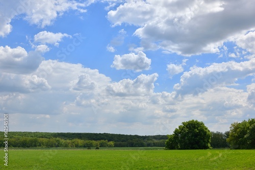 Field of young green wheat and blue sky with clouds