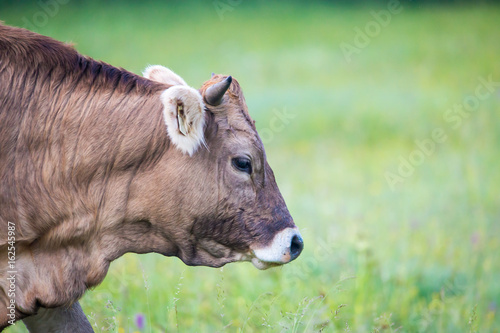 eine gesunde Kuh weidet auf einer natürlichen Wiese © Rainer Fuhrmann