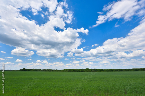 Field of young green wheat and blue sky with clouds