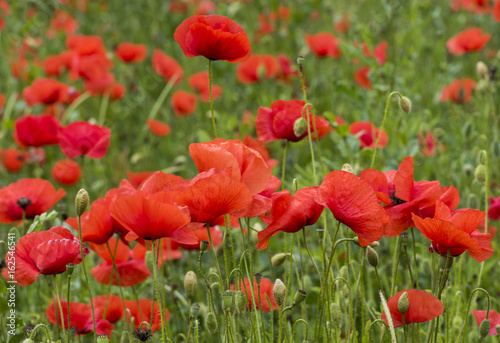 Orange Poppy Flowers bloom in Italy