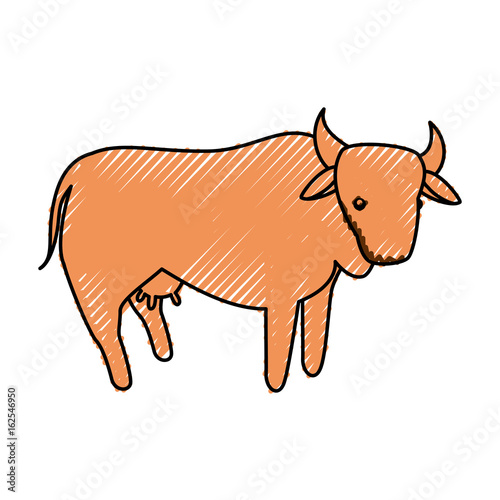 Cow farm animal