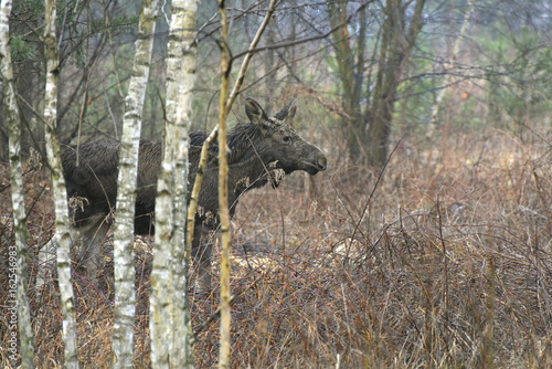 Fototapeta Naklejka Na Ścianę i Meble -  łoś