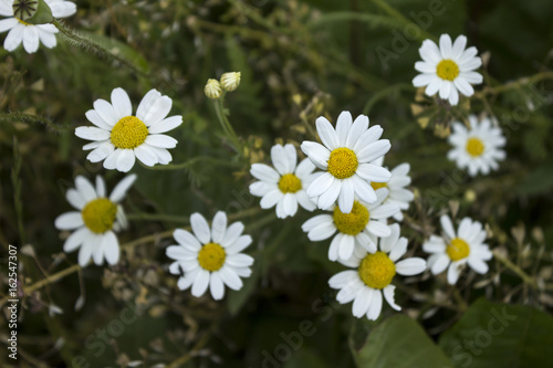 White daisies in a field  blooming wildflowers in the summer   