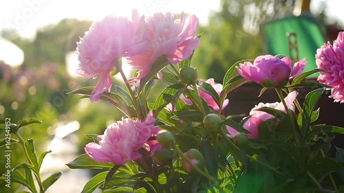 Beautiful garden flower peony. Summer sunlight. Garden, nature