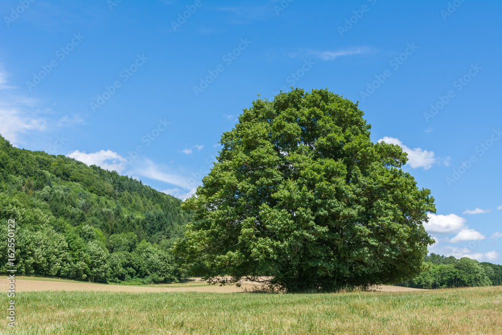 Grosser grüner Baum auf der Wise mit blauem Himmel Grosser grüner Baum auf der Wise mit blauem Himmel