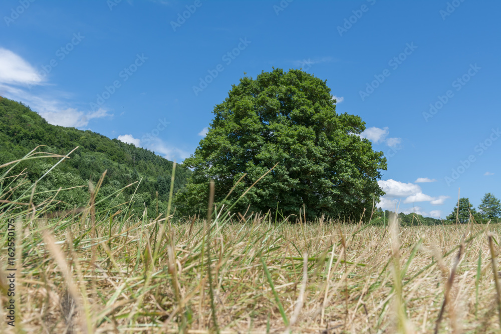 Obraz premium Bodensicht auf grüner Baum