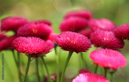 English Daisy Red - flowering pink spring flowers  beautiful background