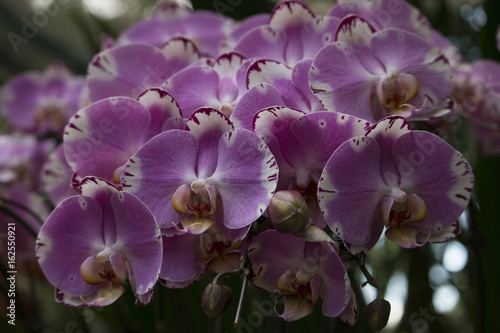 Pink orchids in Singapore Orchids Garden