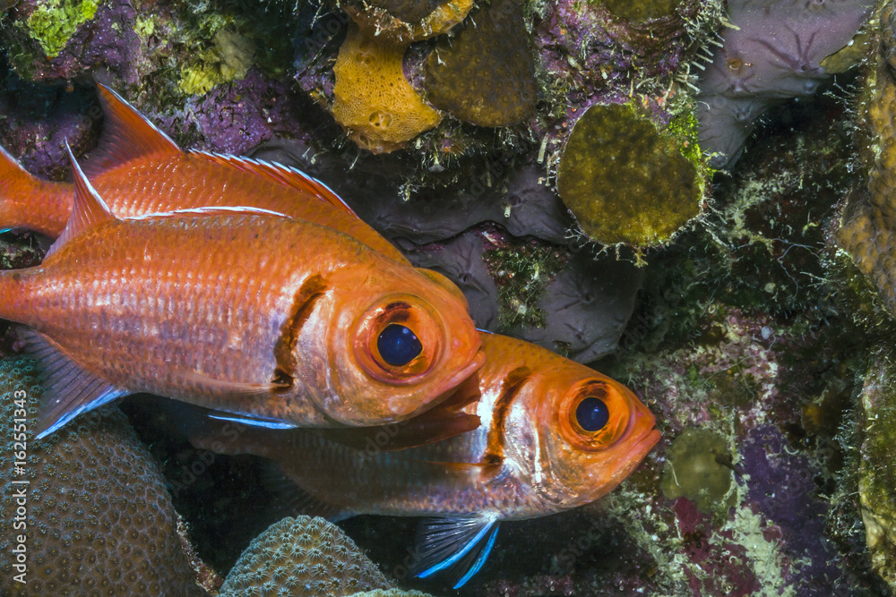 Myripristis jacobus, Blackbar soldierfish Myripristis jacobus, Blackbar soldierfish
