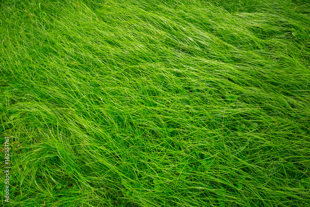 Green long grass in the wind, Green background Green long grass in the wind, Green background