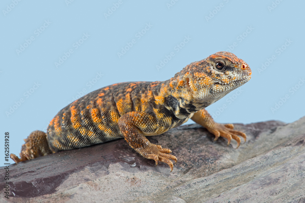 Naklejka premium Saharan Spiny Tailed Lizard (Uromastyx geyri)/Uromastyx Geyri lizard basking on rock
