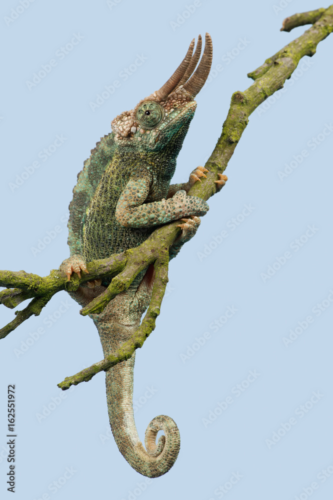 Obraz premium Chameleon (Trioceros jacksonii)/Jackson’s Chameleon climbing tree branch