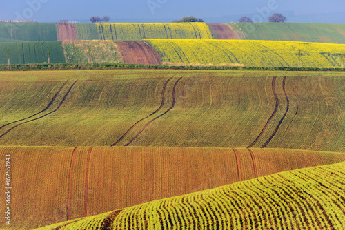 Colorful wavy hills in South Moravia