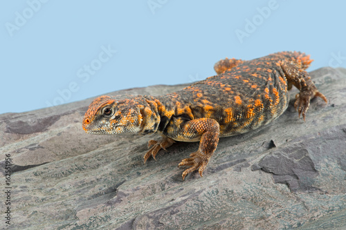 Saharan Spiny Tailed Lizard (Uromastyx geyri)/Uromastyx Geyri lizard basking on rock