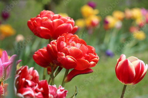 Fototapeta Naklejka Na Ścianę i Meble -  Wunderschöne gefüllte Rote Tulpen