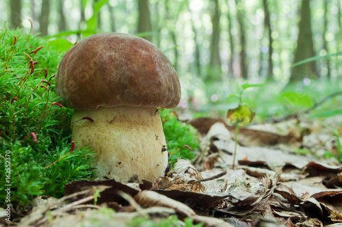 Mushroom (Boletus edulis) growing in forest.