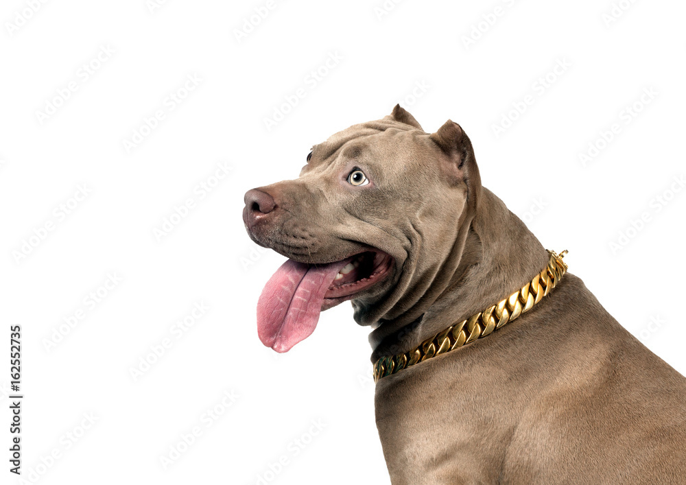 American Pit Bull Terrier in profile, looking up, isolated on white background