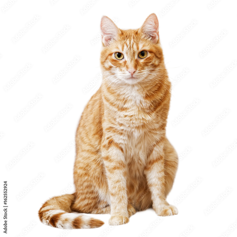 Ginger cat sits and looks directly in camera