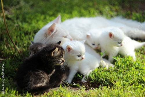 White cat with grey, white and black kittens on grass resting, summer © lyudmilka_n