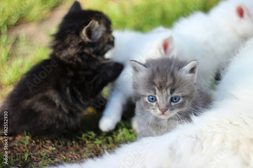 White cat with grey, white and blackkittens on grass resting, summer