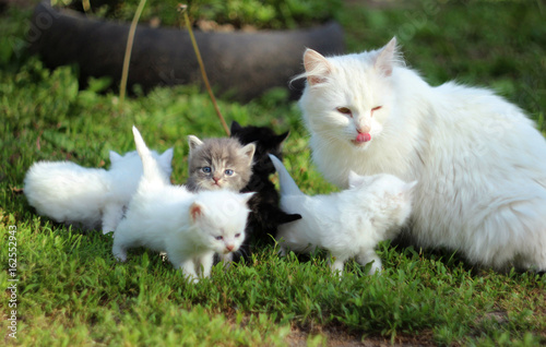 Canvas Print White cat with kittens on grass resting