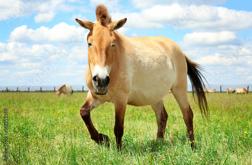 Mongolian wild horse in pasture on summer day © Africa Studio