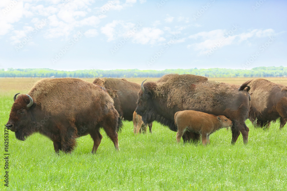 Wild bison in steppe on summer day Wild bison in steppe on summer day