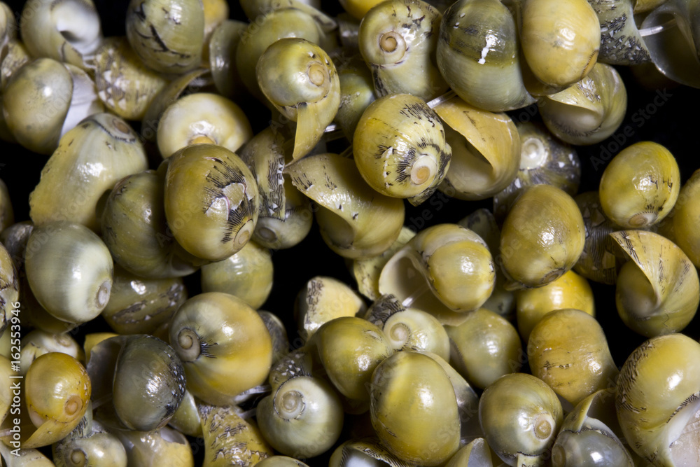 Tiny Snail Shells on a String on Black Background Tiny Snail Shells on a String on Black Background