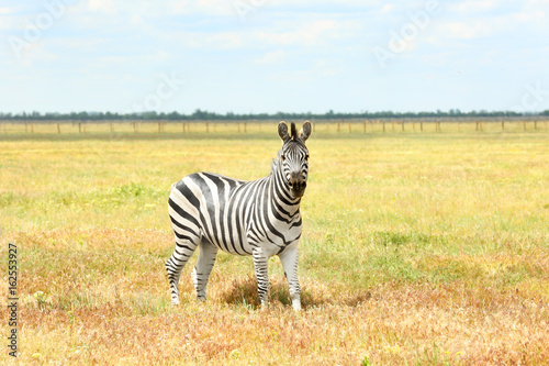 Zebra in wildlife sanctuary on summer day